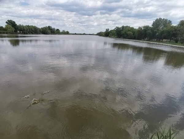 Gyálai Holt Tisza Röszkei átjáró