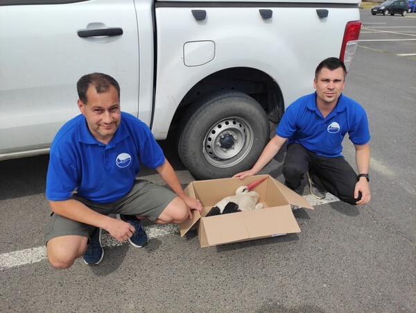 gólyát mentettünk 2