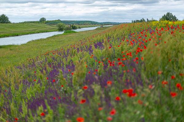 Fehér-Körös (7).jpg