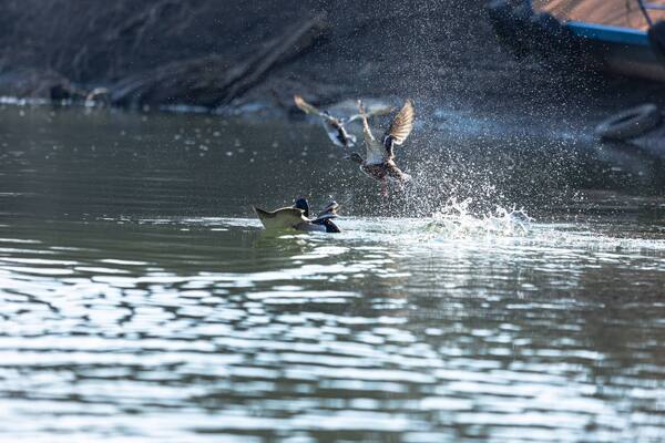 Téli madárvilág (2).jpg