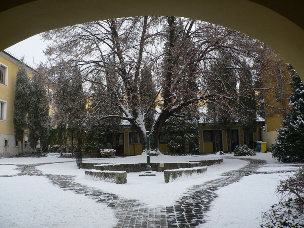 Május 10: Madarak és fák napja - A Duna Múzeum hársfája 3